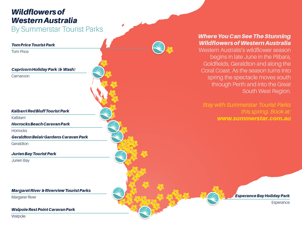 Wildflower Season WA Find Australian Native Wildflowers 2023